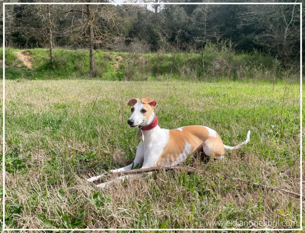 Una Whippet tumbada junto a un palo