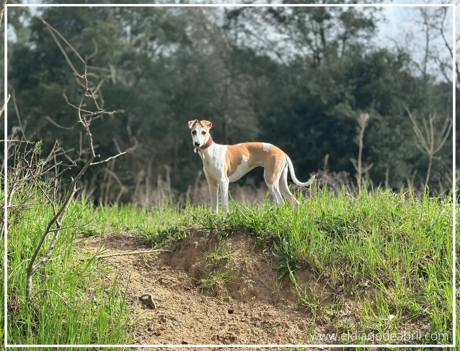 Whippet sobre la hierba verde