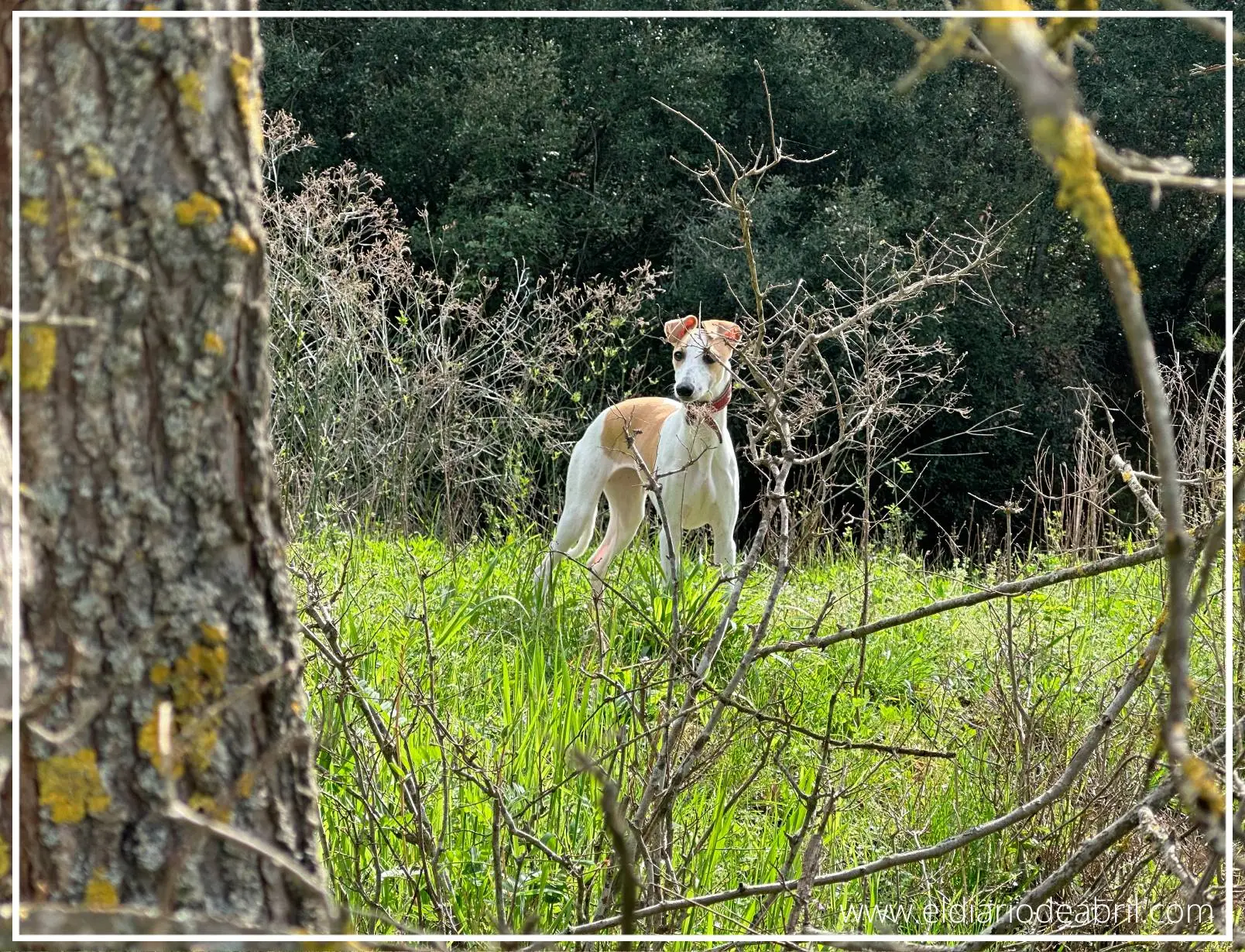 Whippet rodeada de bosques