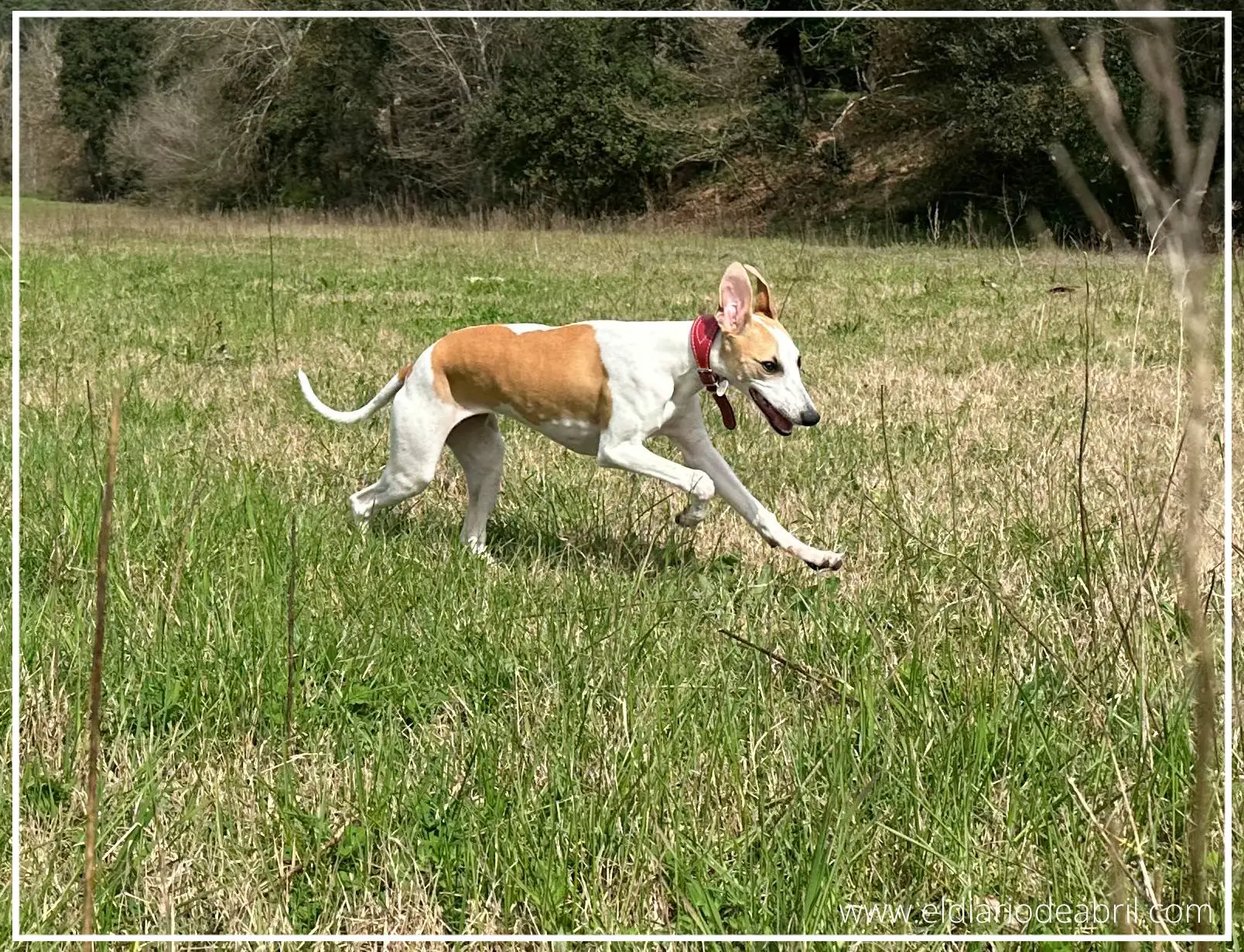 Una Whippet corriendo por el campo