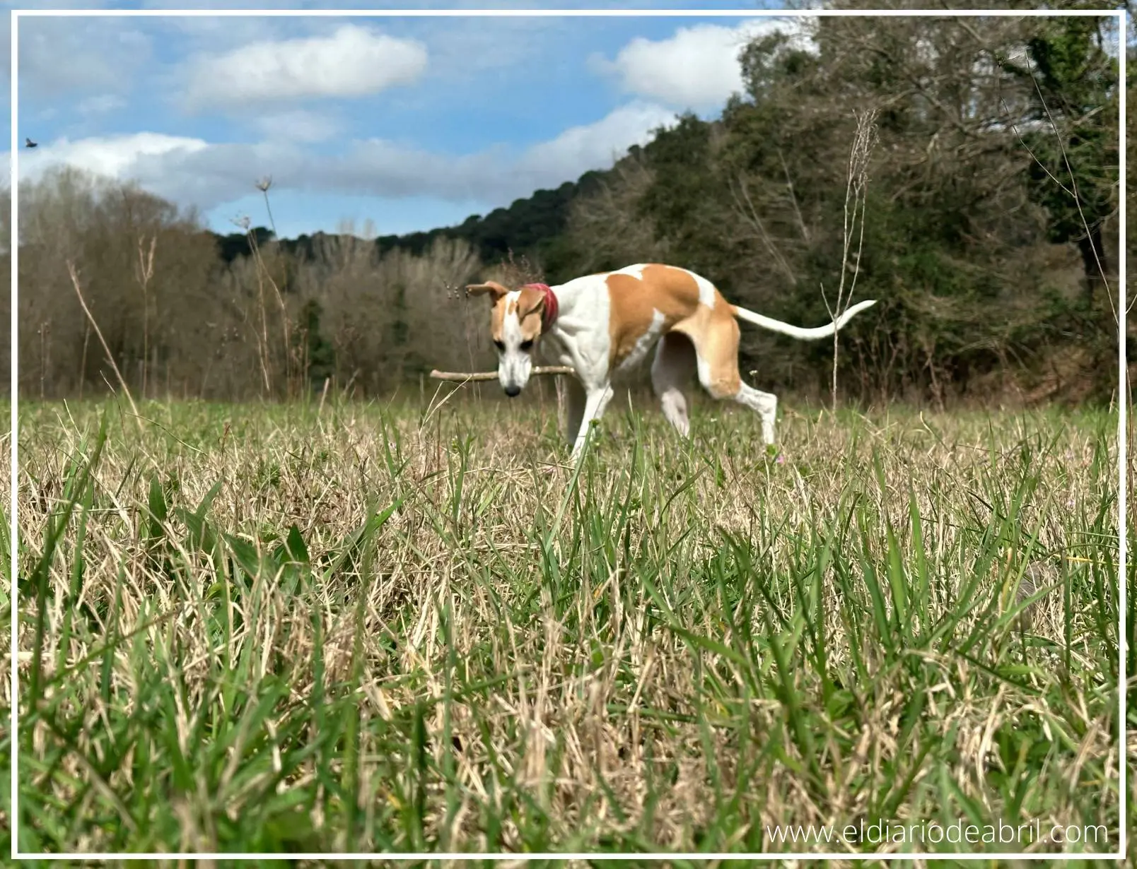 Una Whippet con un palo en la boca