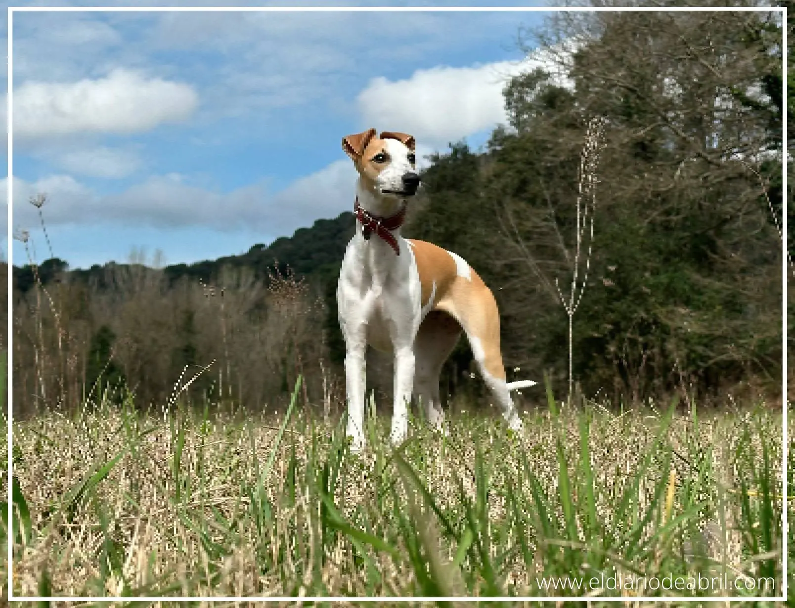 Whippet elegante
