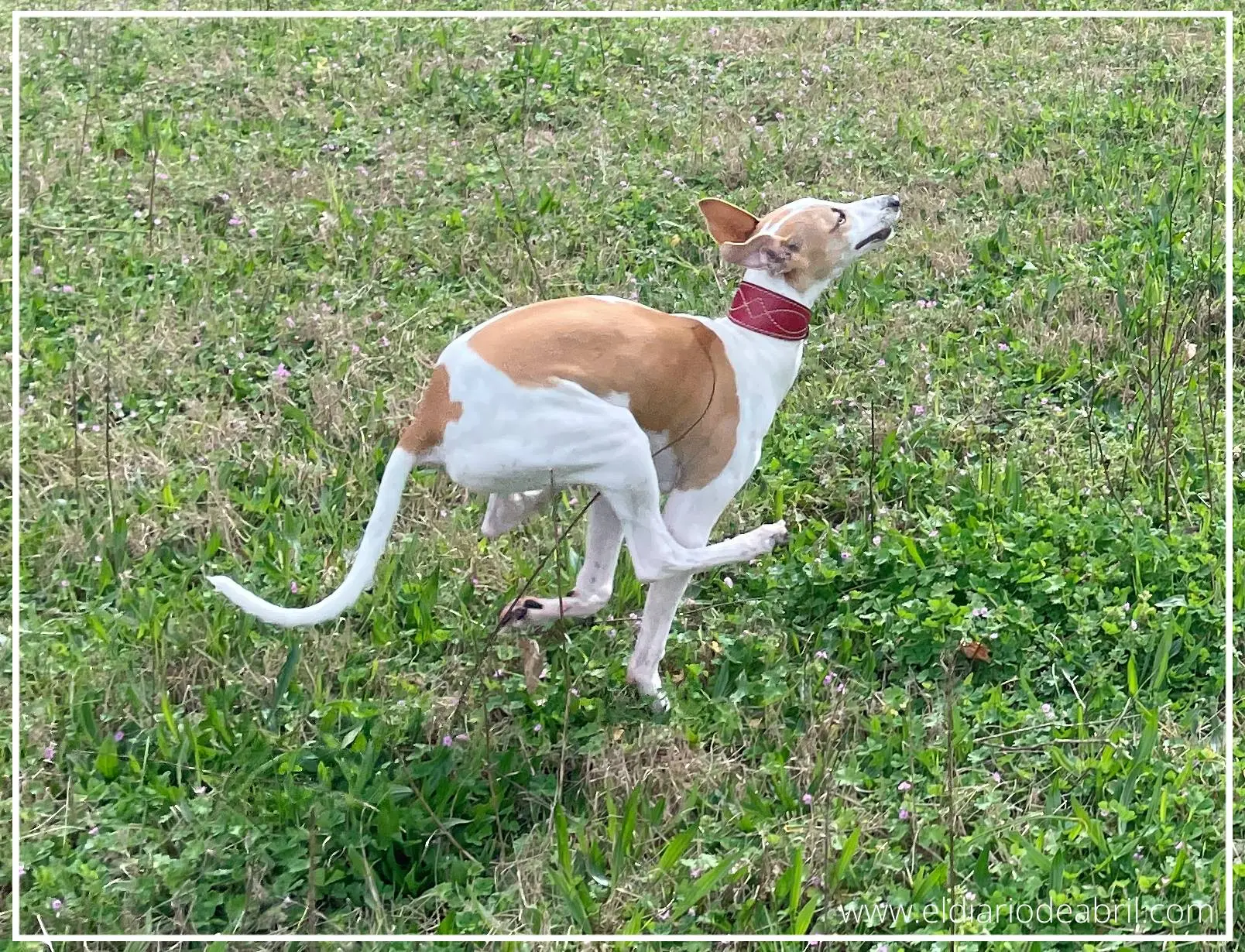 Whippet corriendo como un Galgo