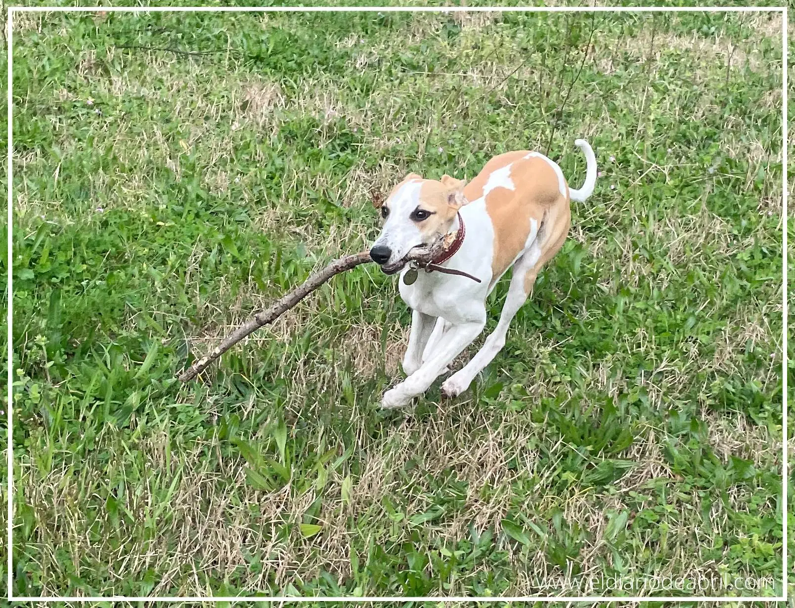 Whippet corriendo con un palo en la boca