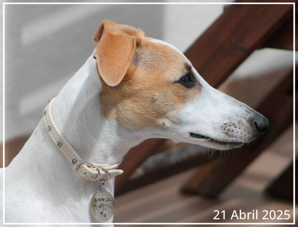 Perfil de la Whippet Abril del 21 de abril de 2025