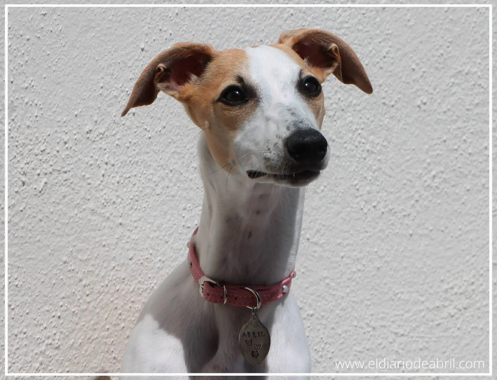 Retrato fotográfico de un Whippet