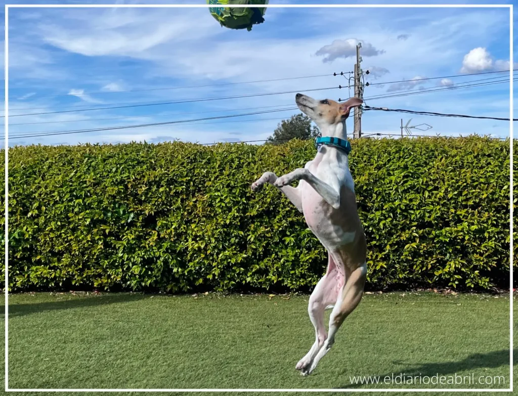 Un gran salto de una Whippet