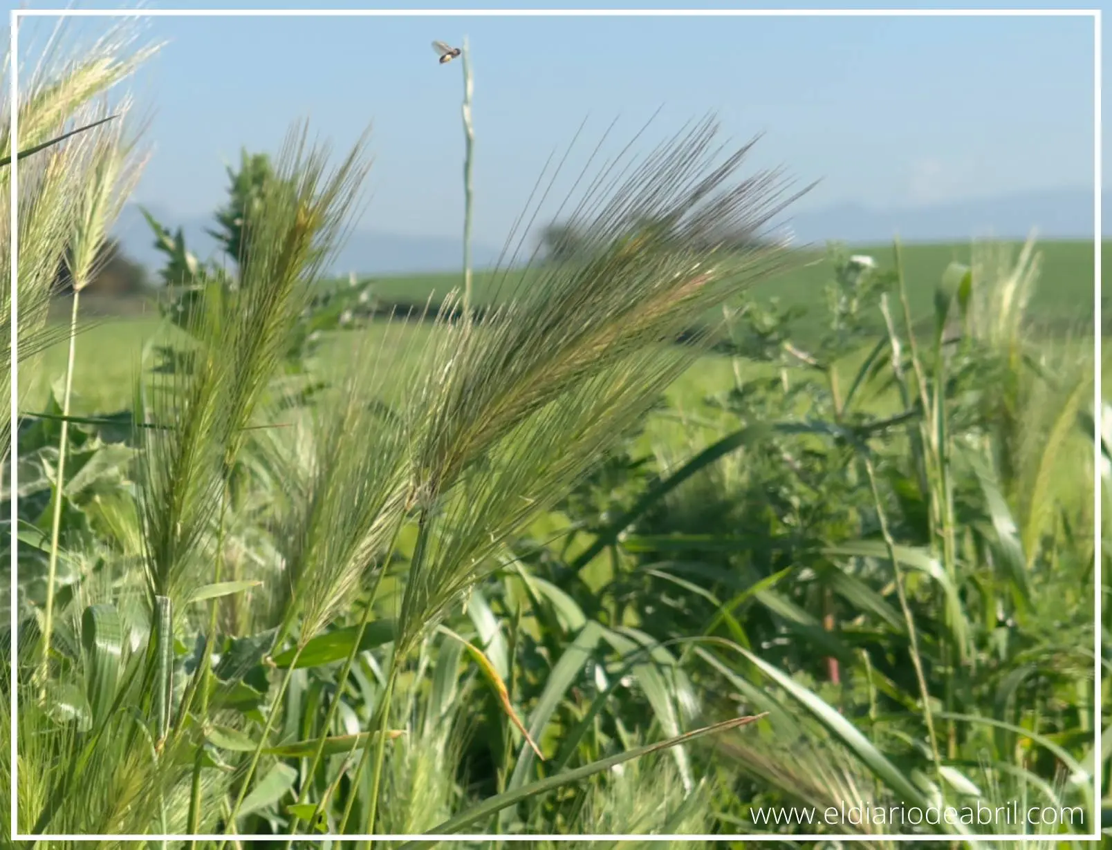 Varias espigas de campo