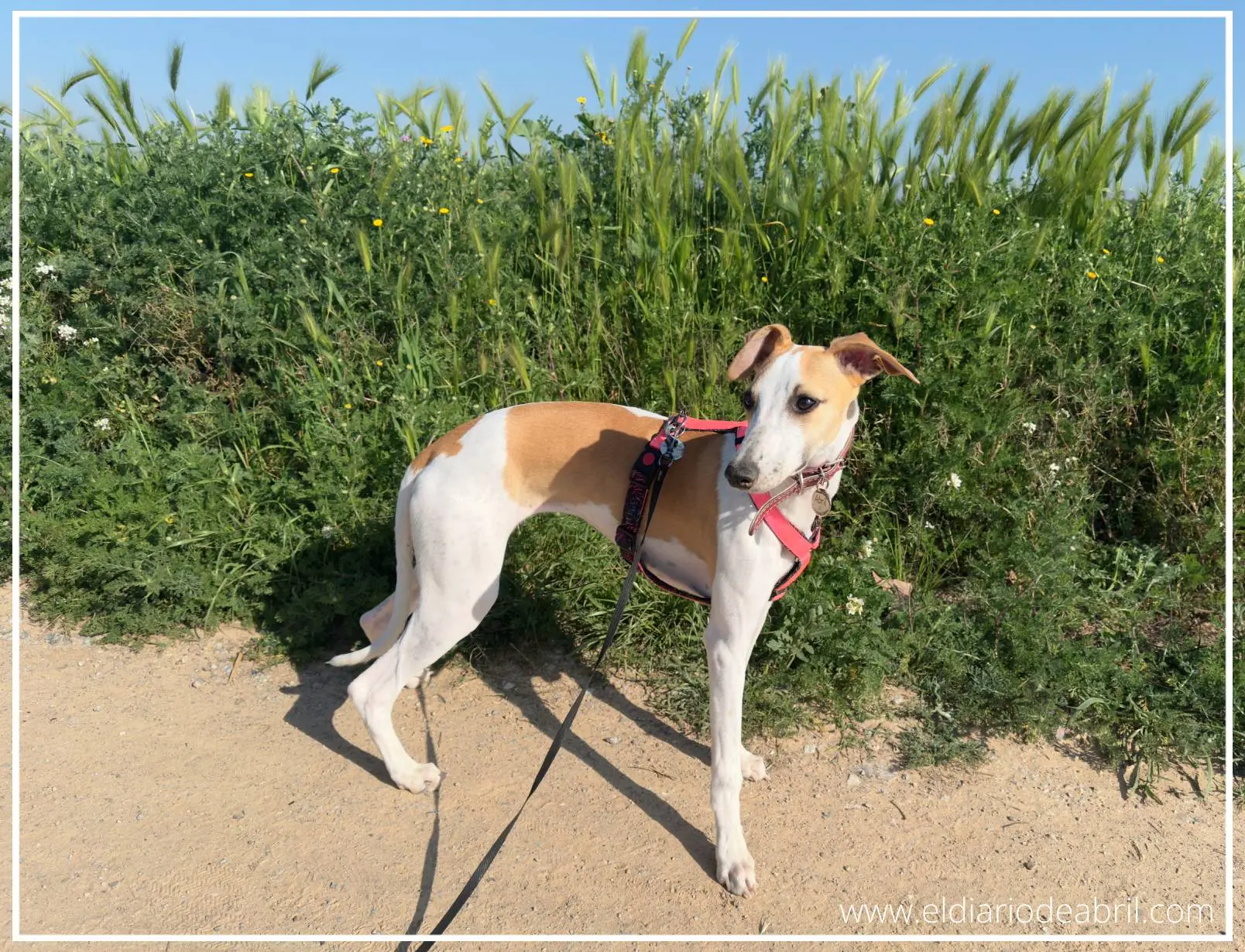Whippet Abril con espigas peligrosas