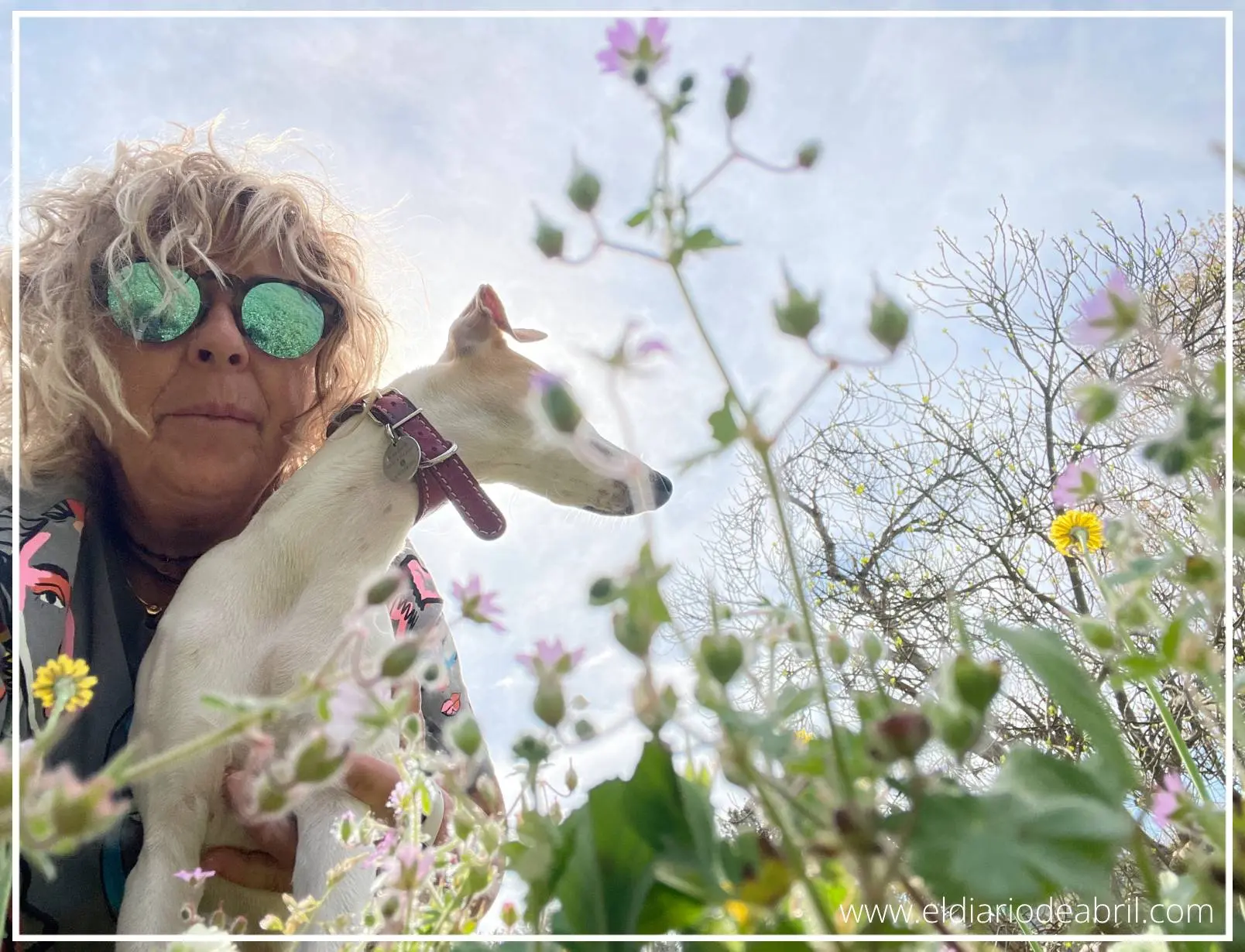Paisaje verde con Whippet