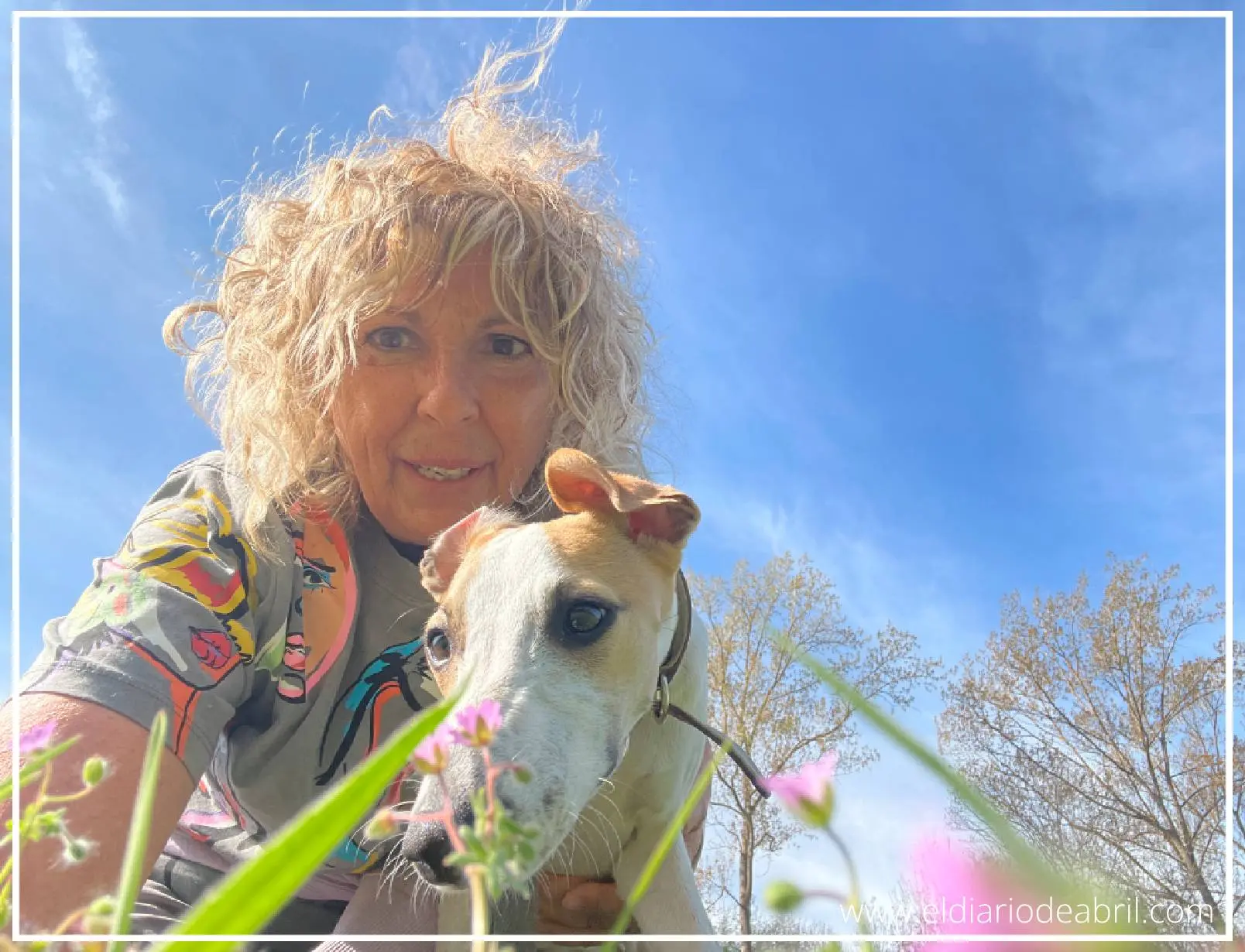 Whippet Abril y las flores lilas