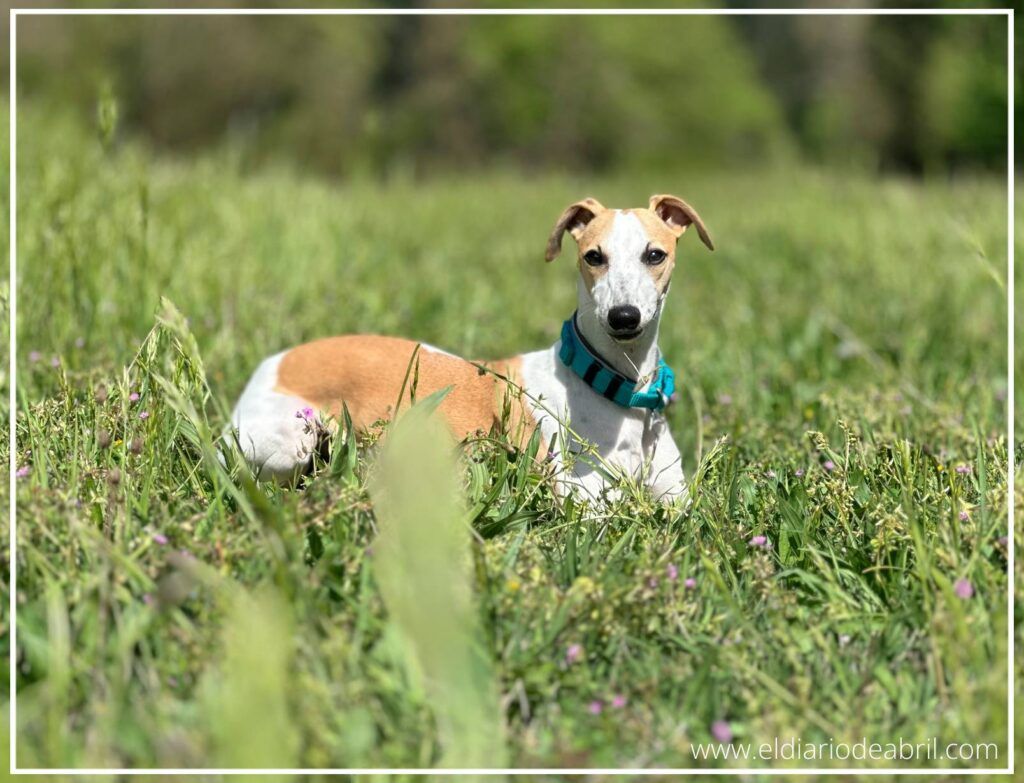 Whippet Abril descansando sobre la hierba verde