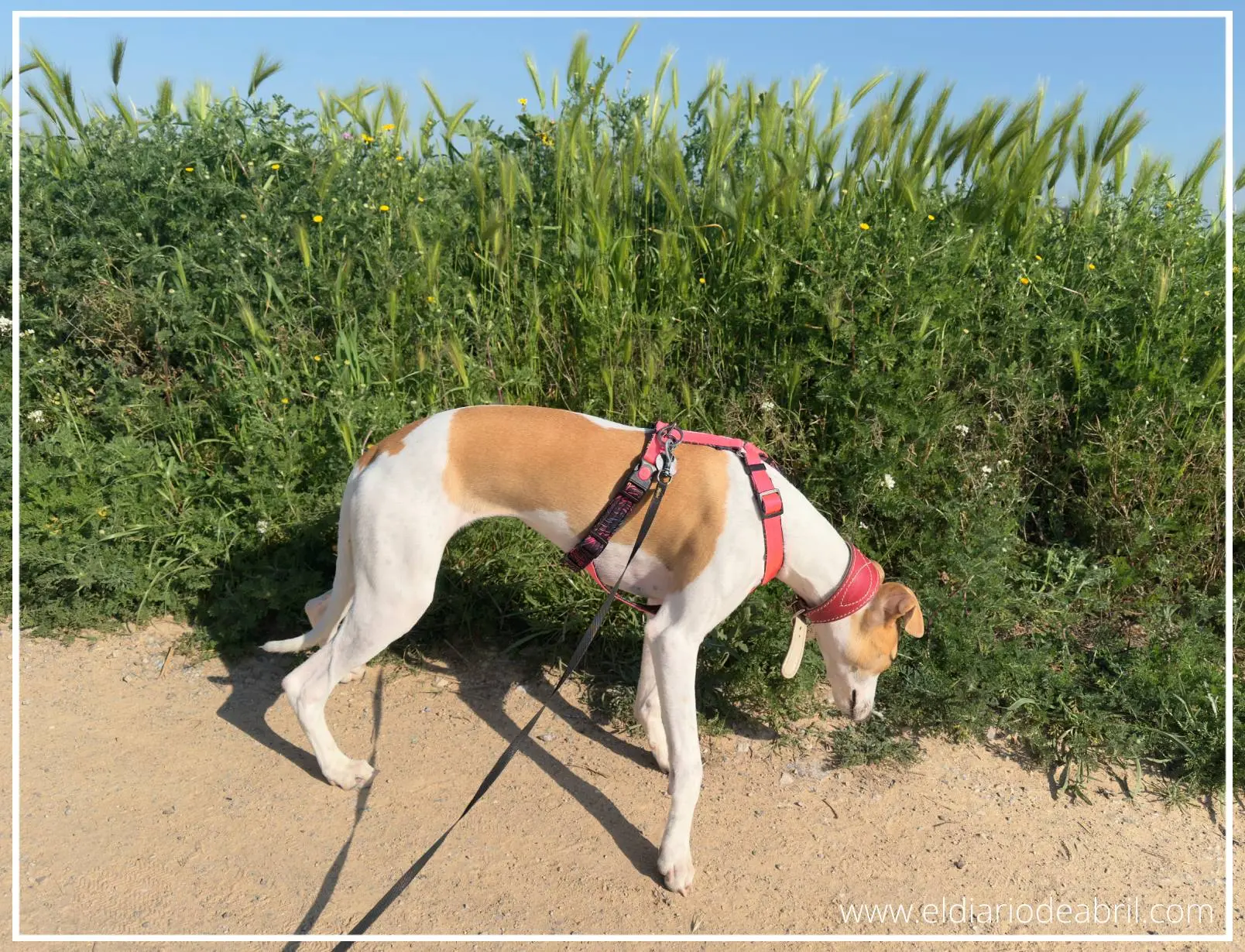 Una Whippet oliendo el campo