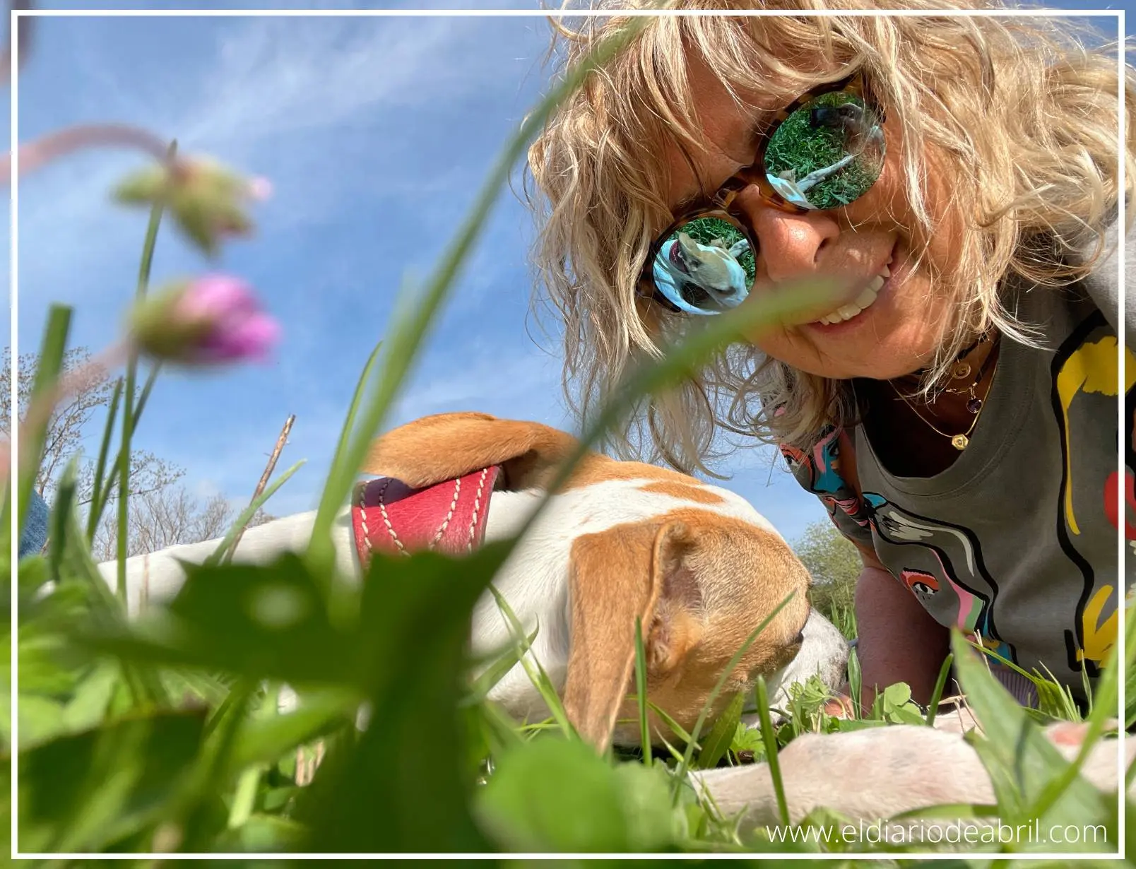 Una Whippet tumbada en el campo con Irene