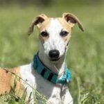 Whippet Abril tumbada en el campo verde
