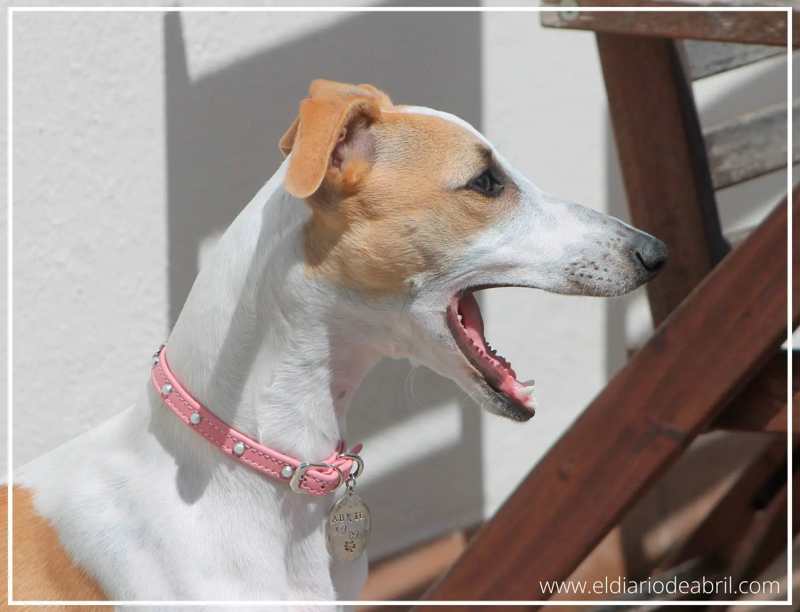 Una whippet bostezando