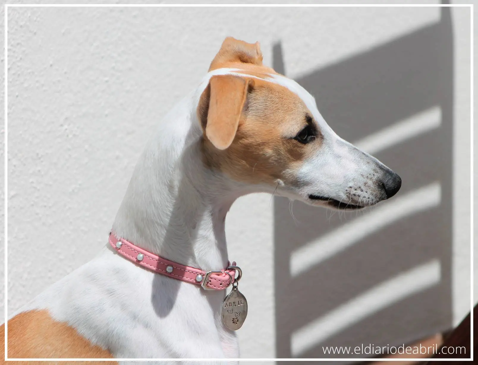 Una whippet con luz solar