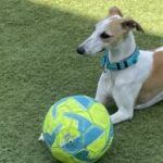 Whippet Abril, jugando con la pelota