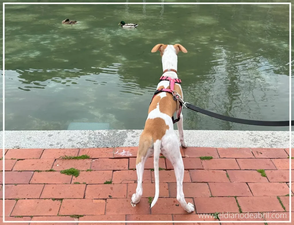 Whippet mirando los patos en el lago