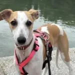 Una Whippet en un parque con lago