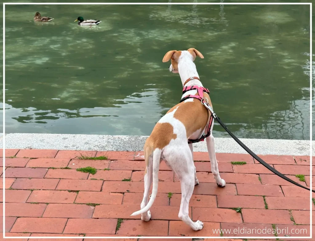 Whippet mirando los patos del estanque