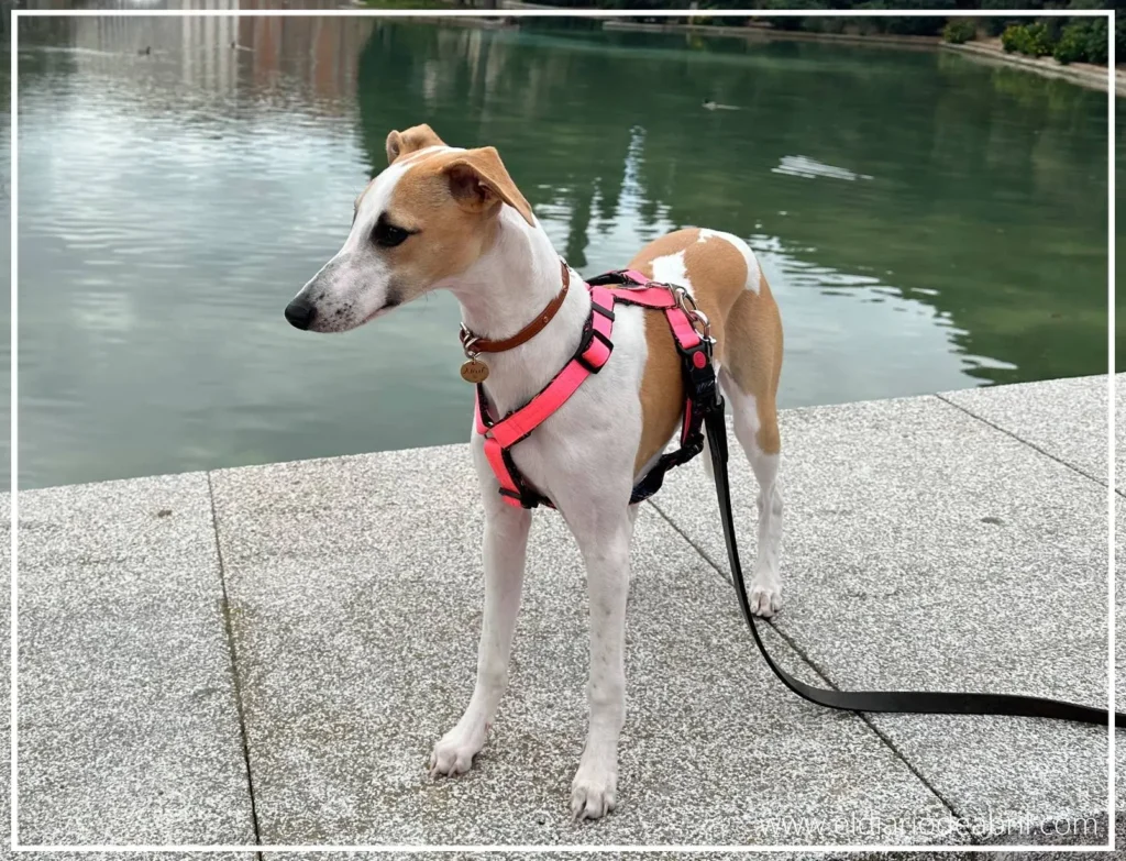 Whippet con lago de fondo
