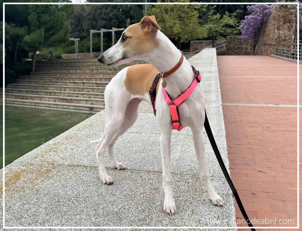 Whippet mirando un lago con patos