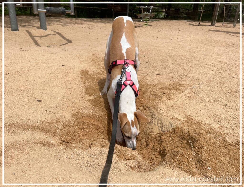 Whippet Abril haciendo agujeros en la arena