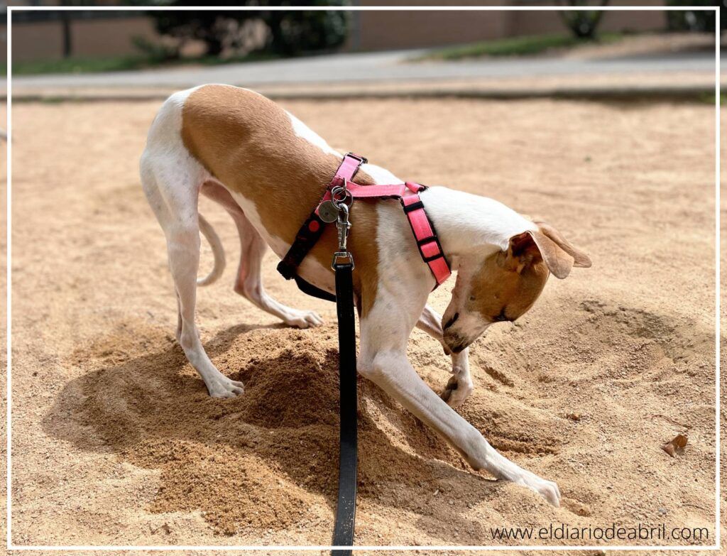 Whippet jugando en la arena