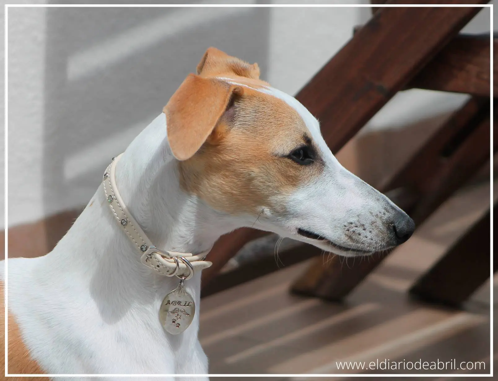 Una Whippet posando en la terraza