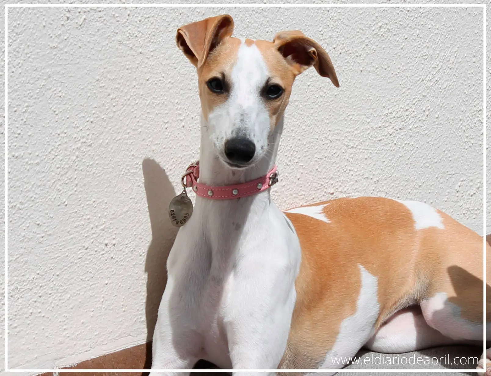 Una Whippet tomando el sol en la terraza
