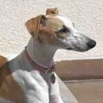Whippet Abril tomando el sol en su cama