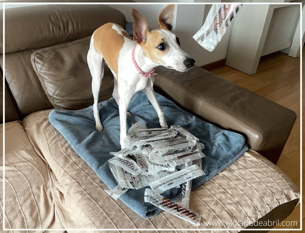 Cachorra whippet de seis meses, Abril, jugando felizmente con su premio de nervio de toro
