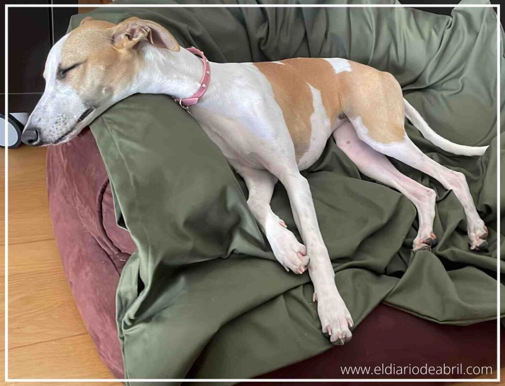 Whippet Abril durmiendo en cu camita marrón de arriba