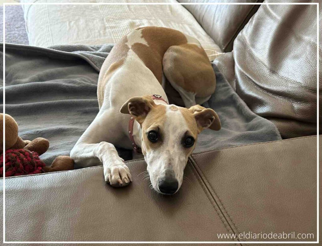 Whippet Abril, en el sofá marrón de casa