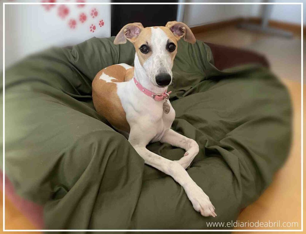 Whippet Abril tumbada en su cama marrón