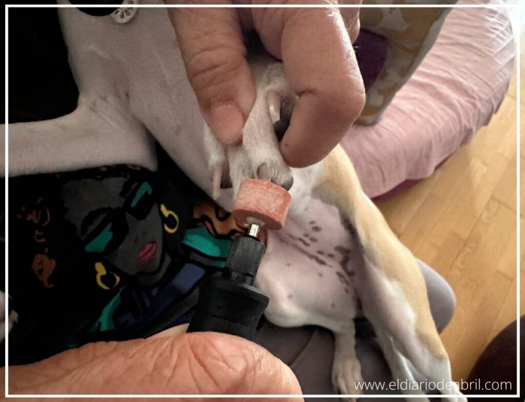 Primer plano de una uña de perro siendo limada suavemente con un accesorio de lija en un Dremel eléctrico