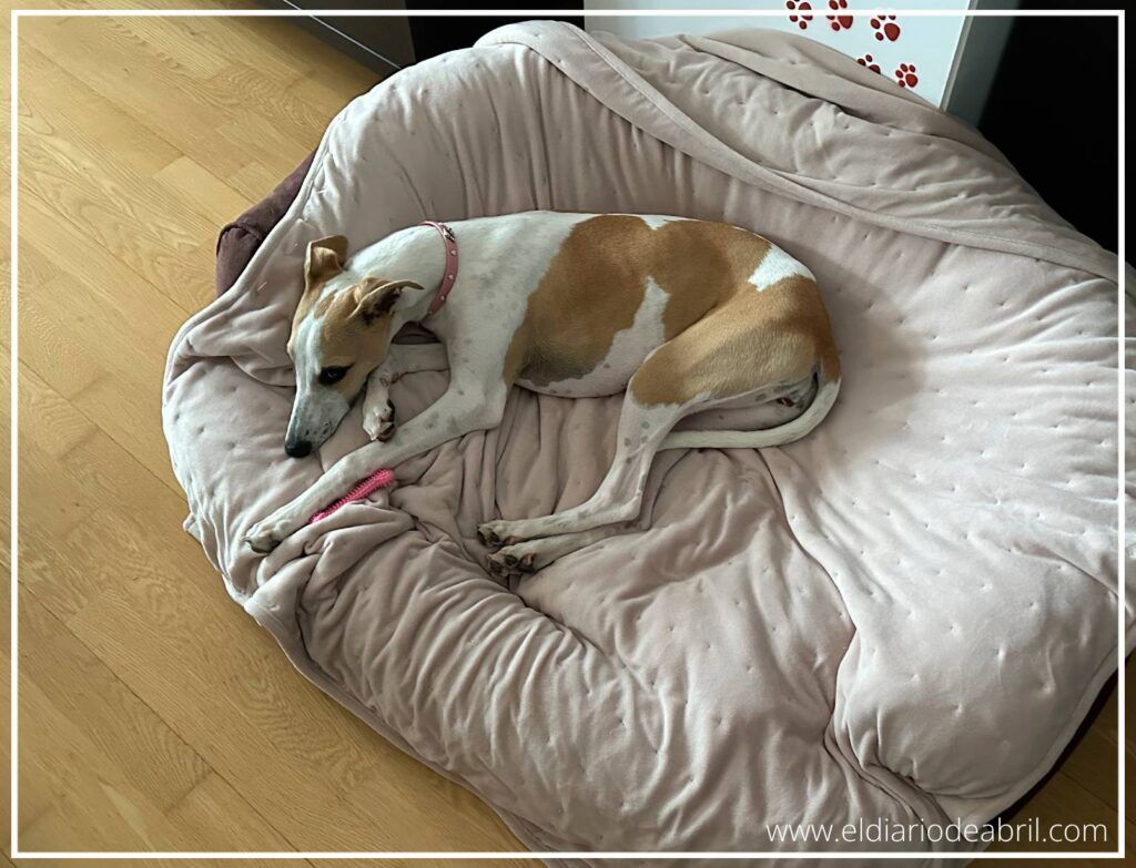 Cachorro de Whippet de pelaje suave durmiendo plácidamente sobre una manta acogedora.
