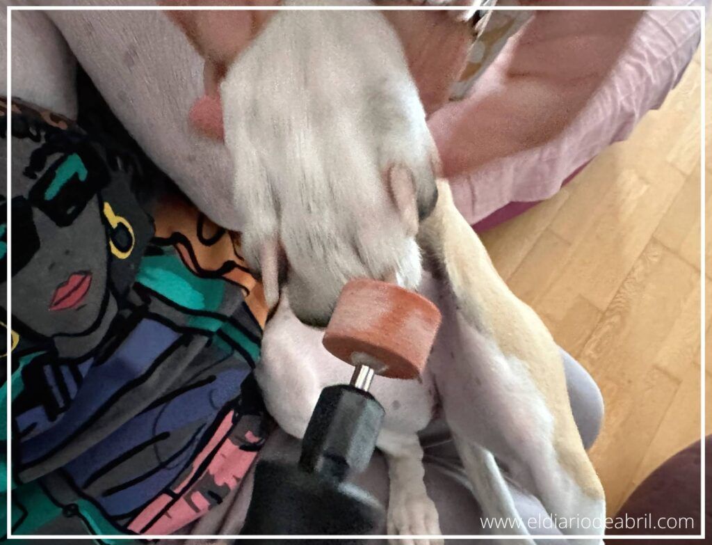 Mano sosteniendo la pata de un perro mientras se le liman las uñas, enfatizando el cuidado y bienestar animal