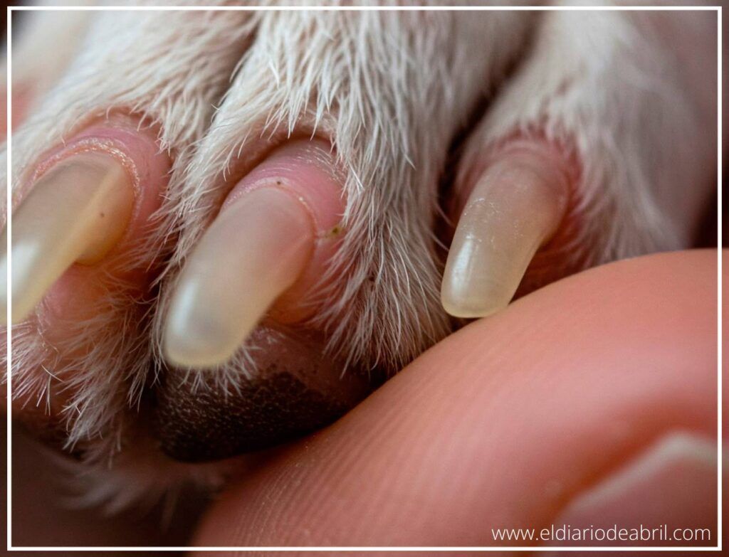 Uñas cortas y sanas de un whippet después de utilizar un método de limado rápido y efectivo