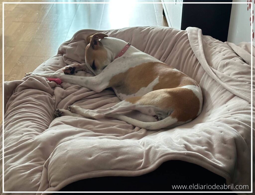 Whippet cachorro profundamente dormido, mostrando una expresión de relajación y tranquilidad.