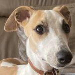 Energía canina con momentos de serenidad