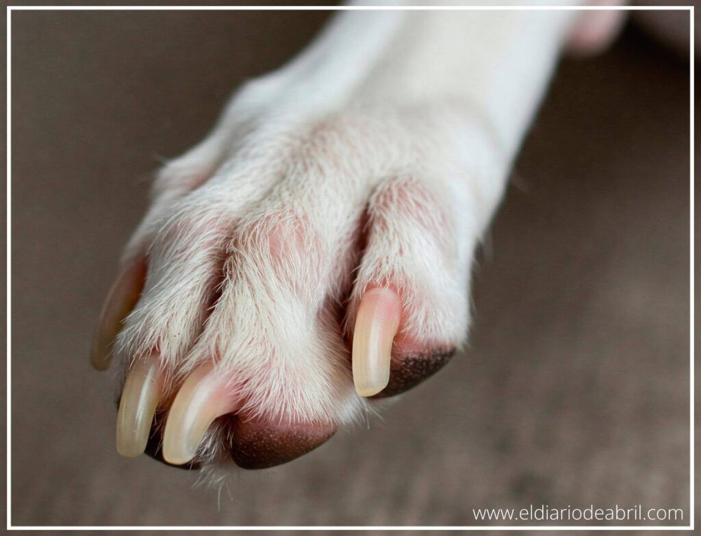 Imagen comparativa mostrando la diferencia en la longitud de las uñas de un whippet antes y después del limado.