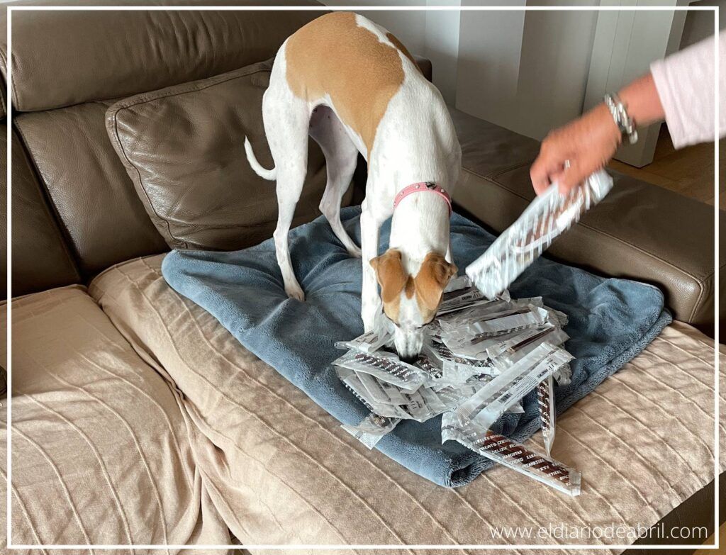 Abril, nuestra whippet, entretenida con su snack natural de nervio de toro.