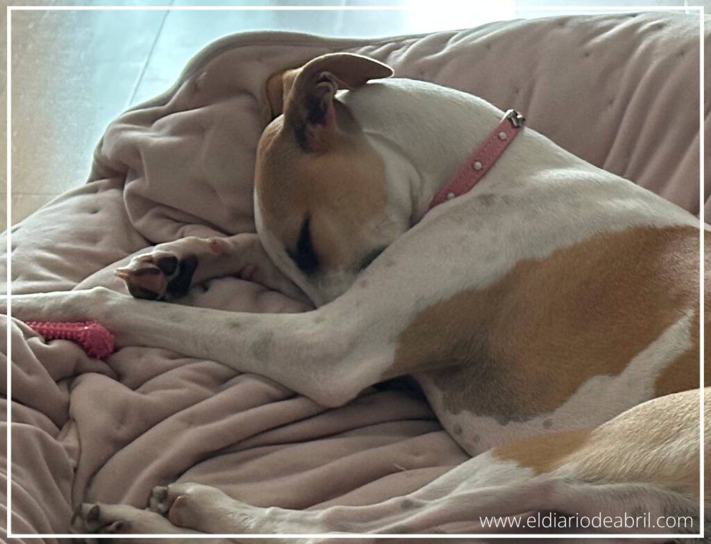 Un elegante perro lebrel, conocido también como Whippet, disfrutando de una siesta tranquila en un espacio interior.