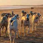 Playas para perros en cataluña 2025