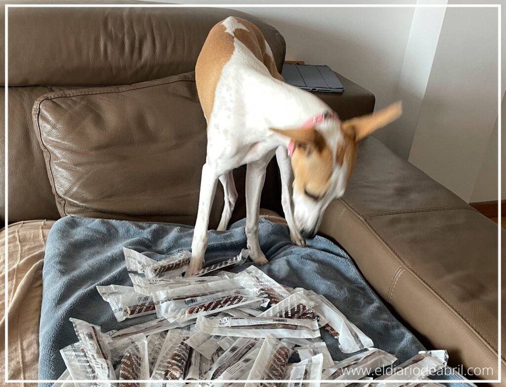 Retrato de la joven whippet Abril sosteniendo su preciado nervio de toro.