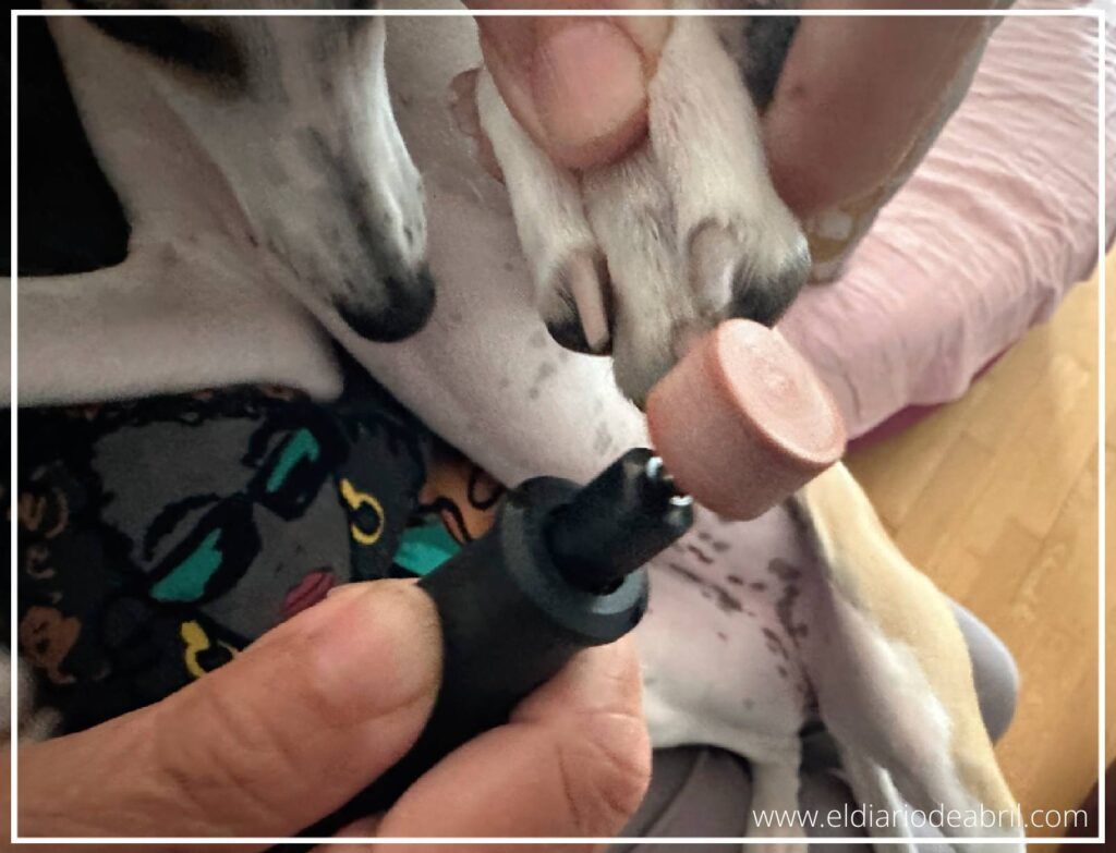 Herramienta eléctrica Dremel con accesorio de lija utilizada para el cuidado de las uñas de perros.