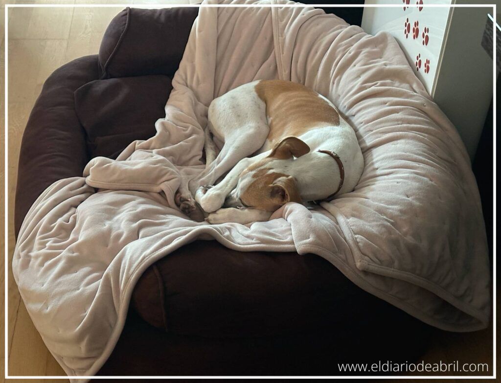 Whippet Abril durmiendo en su cama marrón