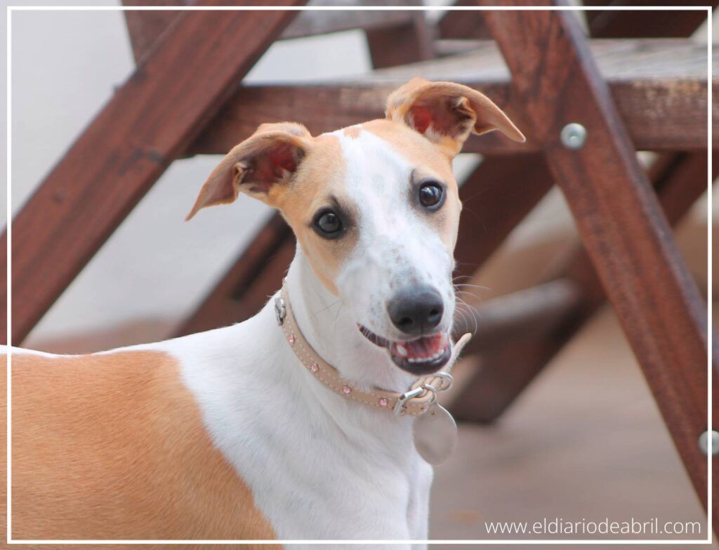 Whippet Abril mirando desde la terraza